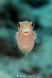 Hawaiian White Spotted Toby by Stuart Ganz 
